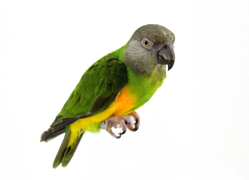 parrot-3634362_960_720