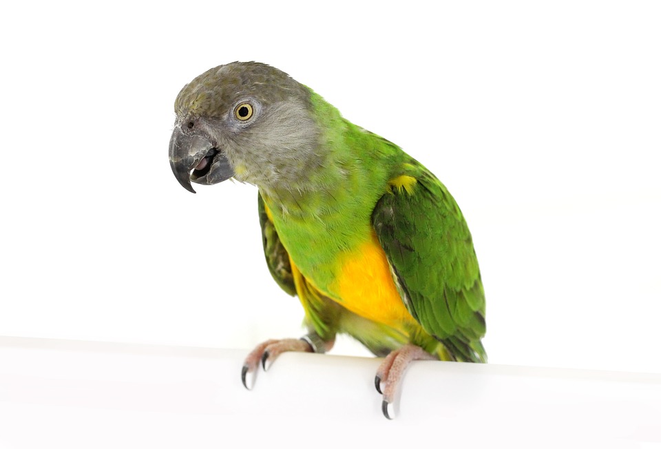 parrot-3634364_960_720